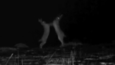 Zifiri karanlıkta tavşanların yumruklu kavgası