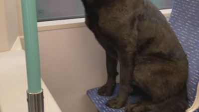 Sokak köpeği soğuk nedeniyle tramvayda yolculuk yaptı
