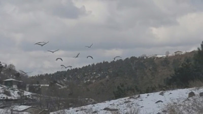 Mola veren leylekler için yem dağıtıldı