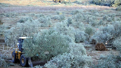 Kişiye özel zeytin ağaçları yağması çöktü
