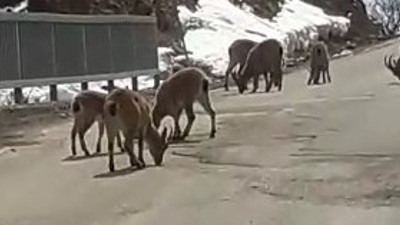 Koruma altındaki sürü halinde yola indi