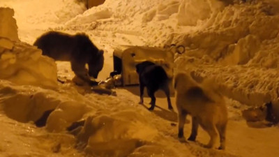 Kış uykusundan uyanan aç bozayı yerleşim yerine indi