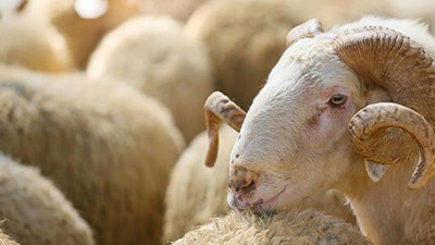 Iğdır'da mavi dil hastalığı: Bazı köylerde karantina başlatıldı