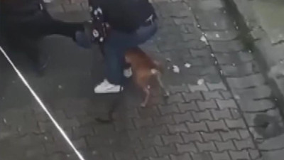 Pitbull dehşeti 'çığlıkları mahalleyi inletti'