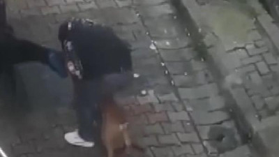 Bu ülkede bir Allah'ın kulu yok bu katillere dur diyecek. İstanbul'un göbeğinde pitbull dehşeti