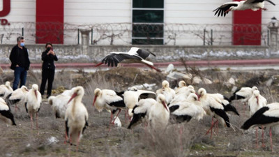 Leylekler zorunlu iniş yaptı Konyalılar mest oldu