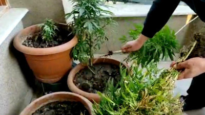 Evinin balkonunda kenevir yetiştiren şahıs yakalandı