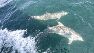 Yunusların dansı renkli anlara sahne oldu