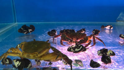 Su kaynaklarındaki istilacı zebra midyeleri, tatlı su yengecini yok edecek