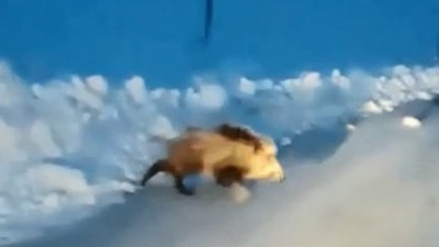 Aç kalan domuz yolunu şaşırdı