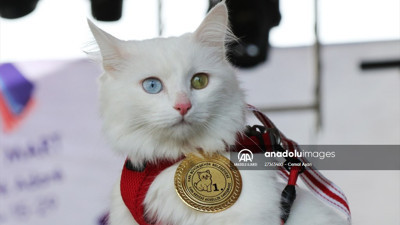 Van’ın en güzel kedisi ‘Mia’seçildi