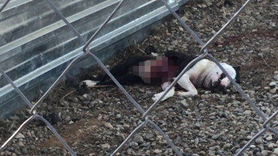 Aç kalan pitbulllar birbirini parçaladı. Dehşet görüntüler