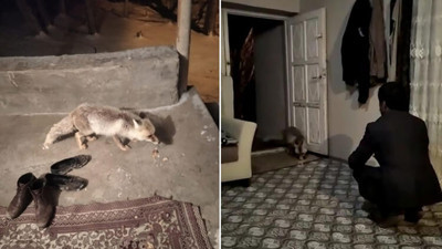 Dünya dönüyorsa bu iyi insanların sayesinde dönüyor! Yiyecek arayan tilkiyi muhtar evinde ağırladı...