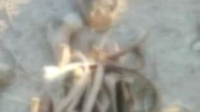 Karabağ'da 3 insan iskeleti bulundu