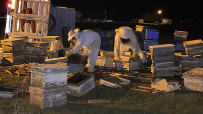 Siverek'te trafiği arılar kapattı