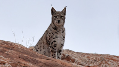 Ormanın hayaleti böyle görüntülendi
