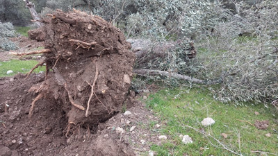 5'li gözdeden Limak, İkizköy'de asırlık 17 zeytin ağacını söktü! Şöhretine şöhret kattı