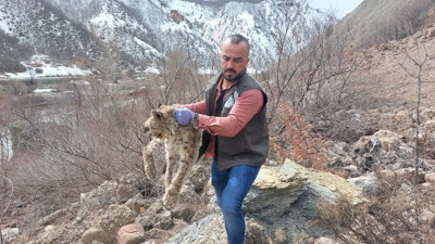Nesli tükenme tehlikesi altında olan vaşak tedavi altına alındı