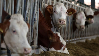 Denizli’de 'şap' karantinası: Hayvan giriş çıkışı kısıtlandı