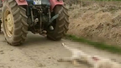 Hamile köpeği öldürüp traktörün arkasında sürüklemişti. Serbest bırakıldı