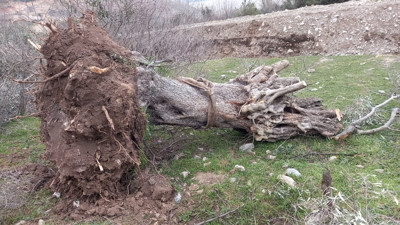 Limak söktüğü zeytin ağaçlarını yeniden dikti! Dipten gelen dalgayı onlar da gördü... Peki sökülen ağaçlar yeniden tutar mı?