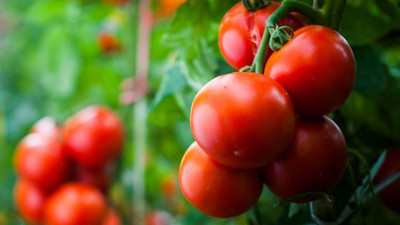 Domates fiyatında son 7 yılın rekoru