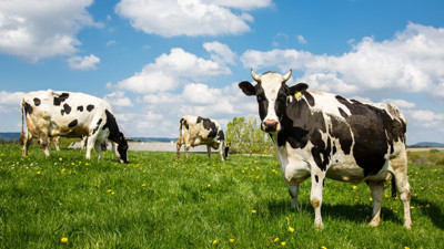AKP iktidarında kırımızı et paniği. İllere 'acele' kodlu yazı gönderildi