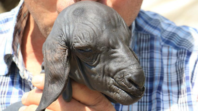 Böyle doğdu görenler şaştı kaldı