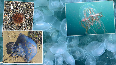 Türkiye'deki en tehlikeli denizanası türleri açıklandı! Sahillerdeki görüntüler endişe yaratmıştı...