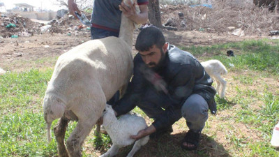 Çoban kuzunun ön ayakları oldu