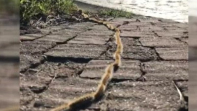 Sultangazi'de tırtıl sürüsü