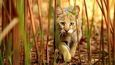 Neden avlanırken yaşlı, hasta ve sakat olan hayvanlar seçilir? Saz kedisi hakkında bilinmeyenler