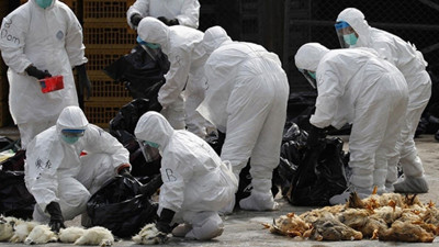 Japonya'da yeni virüs alarmı: İlk kez bir memelide rastlandı