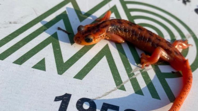 Kurbağa avcısına rekor ceza. Duyan "Ooooo" dedi