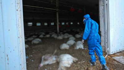 Yeni virüs paniği: Kuş gribine ilk kez bir memelide rastlandı