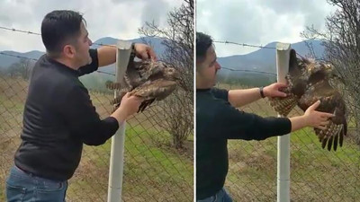 Tellere takılan şahin ölümden döndü