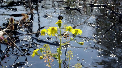 Edirne'de alarm! Fuel oil kazanı patladı; tonlarca yakıt çevreye yayıldı