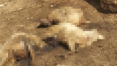 Azgın kurtlar koyunları parçaladı. 3 aile ölüm kederi yaptı