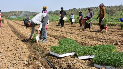 Domates dikimi başladı