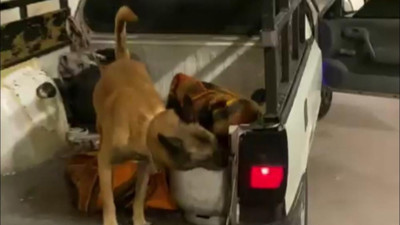 Bursa'da polis köpeği Galya mutfak tüpünün içinde 46 bin adet buldu