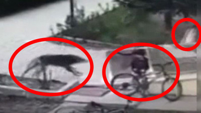 Azgın köpek çocukları hedef aldı