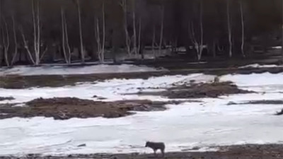 Aç kalan kurtlar üniversiteyi bastı