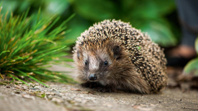 Bahçenizde kirpi görürseniz...Bunları biliyor musunuz?