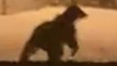 Aç kalan ayı TOKİ konutlarına gitti