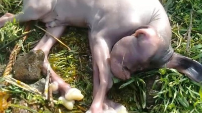 Tüysüz ve tek gözlü doğdu 3 saat sonra öldü