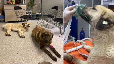 Vicdansızın yaptığına bak! ‘Dayı’ 4 gün arayla ikinci kez zehirlendi...