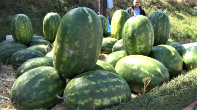 Karpuzun kilosu uçunca pratik zekasıyla çözümü böyle buldu