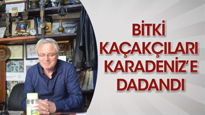 Bitki kaçakçıları Karadeniz’e dadandı