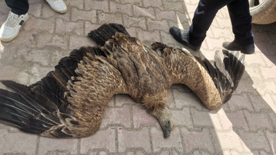 Nesli tükenen akbaba elektrik tellerine takılıp telef oldu