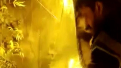 Odasını uyuşturucu tarlasına dönüştürdü